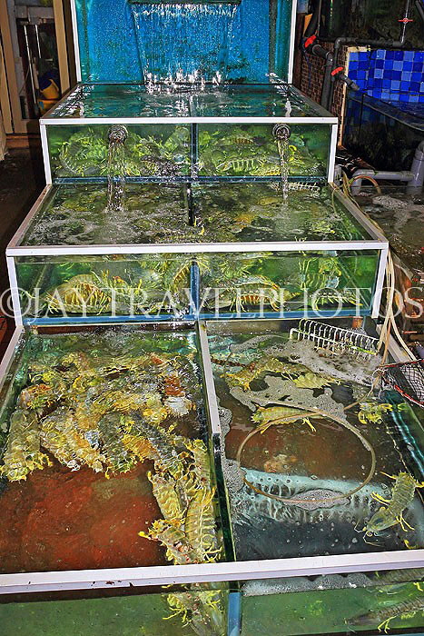 HONG KONG, Sai Kung, waterfront, seafood restaurants, live seafood on display, HK1426JPL