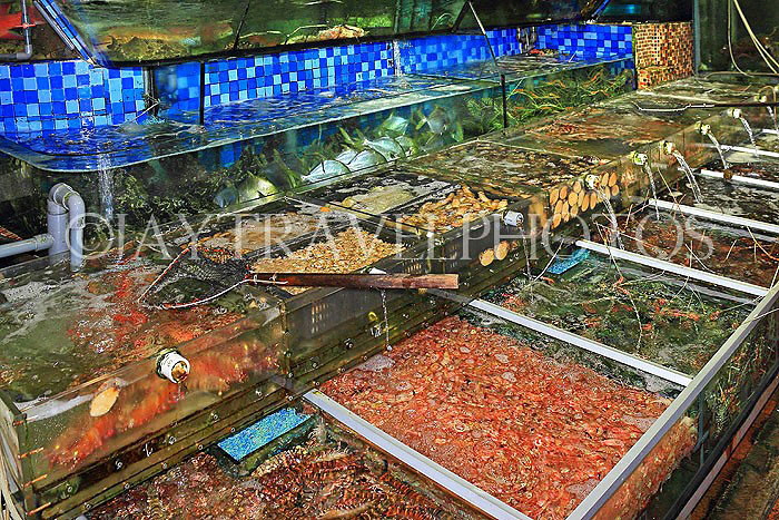 HONG KONG, Sai Kung, waterfront, seafood restaurants, live seafood on display, HK1428JPL