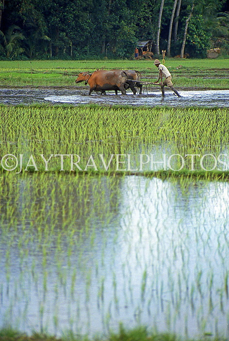 Indonesia, BALI, farmer ploughing field with bullocks, BAL1308JPL
