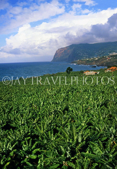 MADEIRA, Cabo Girao, Banana plantation and coastal view, MAD129JPL