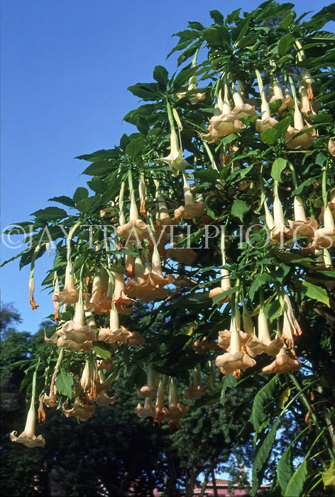MADEIRA, Funchal Botanical Gardens, Angels Trumpet flowers, MAD1094JPL