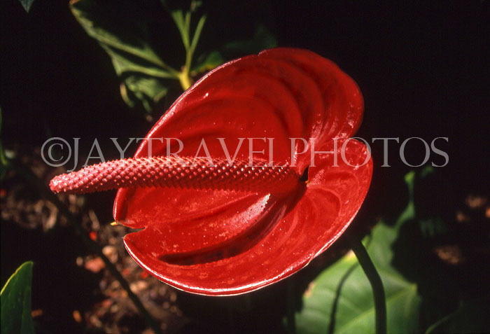 MADEIRA, Funchal Botanical Gardens, Anthurium flower MAD1093JPL