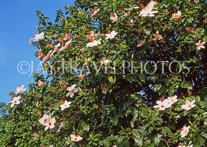 MADEIRA, Funchal Botanical Gardens, Hibiscus flowers, MAD1005JPL