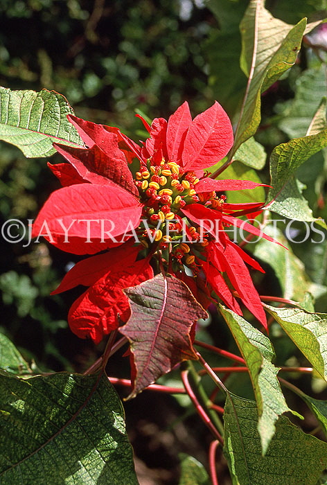 MADEIRA, Funchal Botanical Gardens, Poinsettia flowers, MAD222JPL