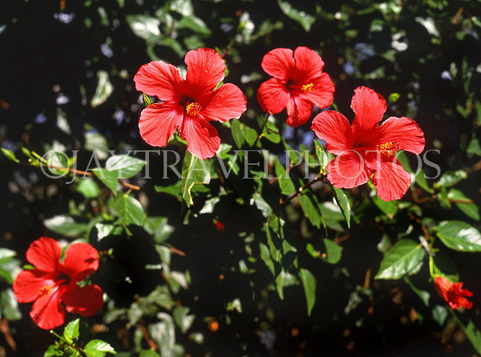 MADEIRA, Funchal Botanical Gardens, red Hibiscus flowers, MAD1320JPL