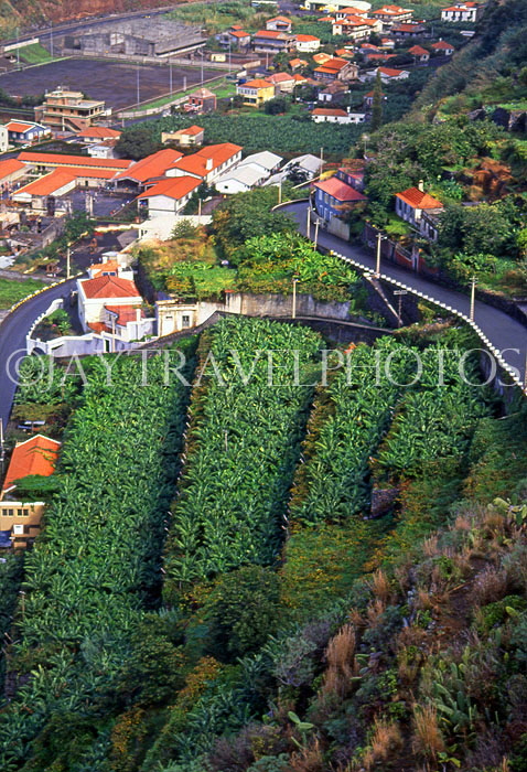 MADEIRA, Ribeira Brava, Banana plantation, MAD1104JPL