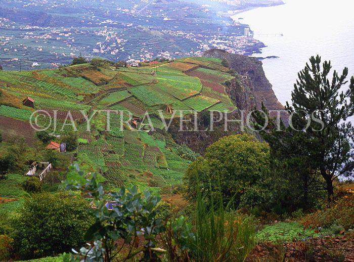 MADEIRA, coastal cliffs and terraced farmed land, MAD149JPL