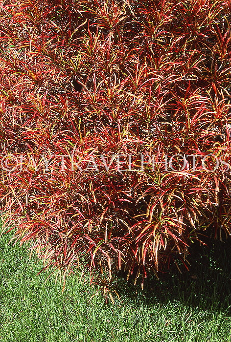 MADEIRA, countryside, Croton shrub, MAD221JPL