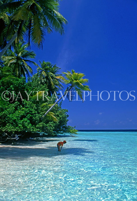 MALDIVE ISLANDS, Biyadhoo Island, seascape and  coconut trees, MAL87JPL
