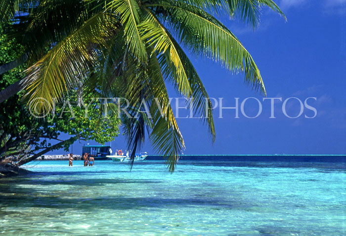 MALDIVE ISLANDS, Biyadhoo Island, seascape and  coconut trees, MAL92JPL