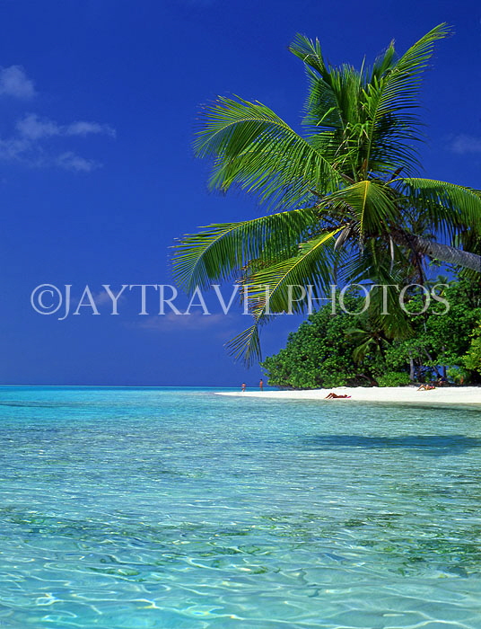 MALDIVE ISLANDS, Meeru Island, seascape and coconut tree, MAL277JPL
