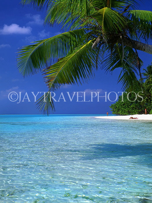 MALDIVE ISLANDS, Meeru Island, seascape and leaning coconut tree, MAL253JPL