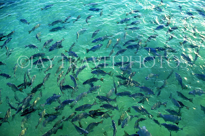 MALDIVE ISLANDS, reef fish in shallow water, MAL11JPL