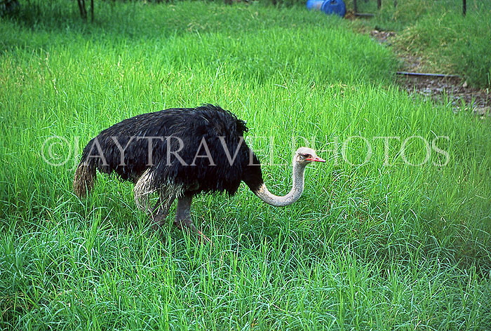 MAURITIUS, Casela Nature Park, Ostrich, MRU257JPL
