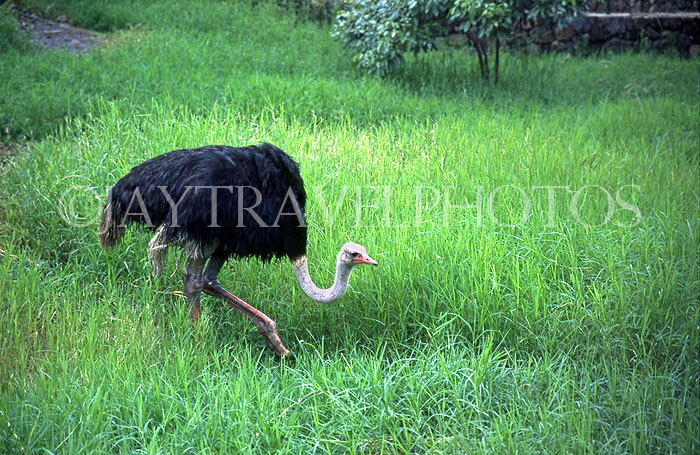 MAURITIUS, Casela Nature Park, Ostritch, MRU256JPL