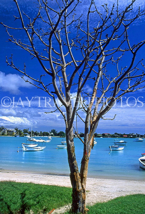 MAURITIUS, North Coast, Grand Bay, boats and tree, MRU182JPLA
