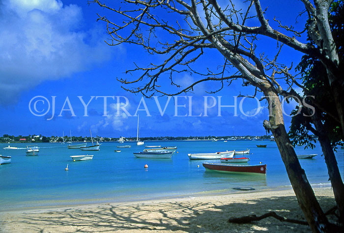 MAURITIUS, North Coast, Grand Bay, boats and tree, MRU197JPL