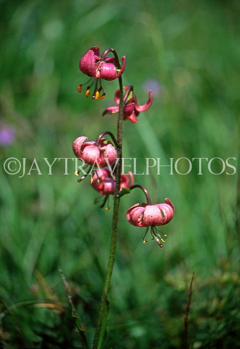SLOVAKIA, High Tatra Mountains, wild flowers, SLV25JPL
