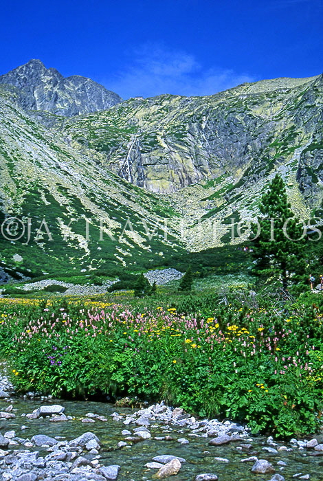 SLOVAKIA, Tatra Mountains, High Tatra Nat Park, Mala Studena Valley, SLV55JPL