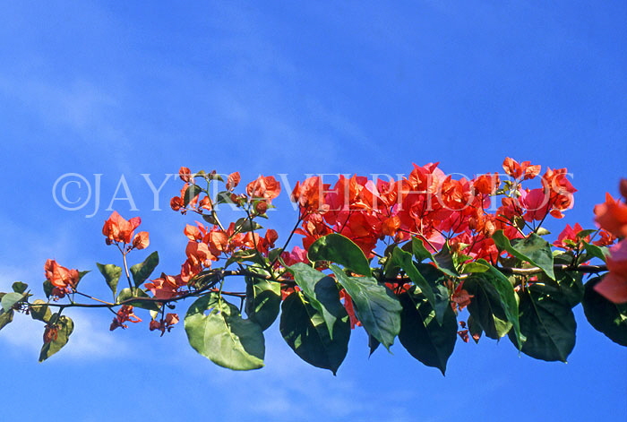 ST LUCIA, Bougainvillaea flowers, STL743JPL