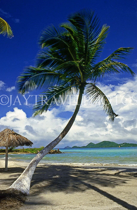 ST LUCIA, Vigie Beach, leaning coconut tree, STL691JPL