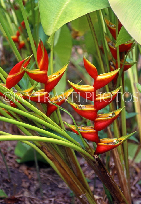 TOBAGO, Heliconia (crab claw flowers), CAR1187JPL