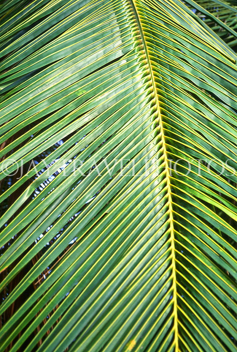 TOBAGO, Pigeon Point, Cocont tree branch detail, CAR1184JPL