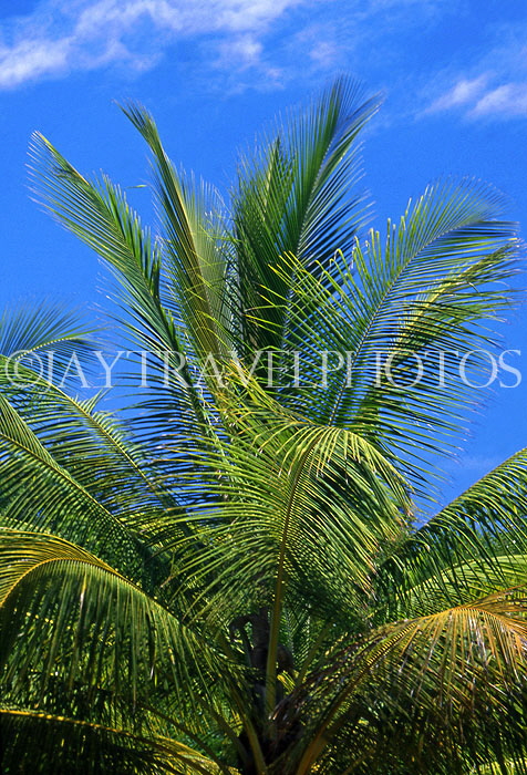 TOBAGO, Pigeon Point, Cocont tree branches, CAR1174JPL