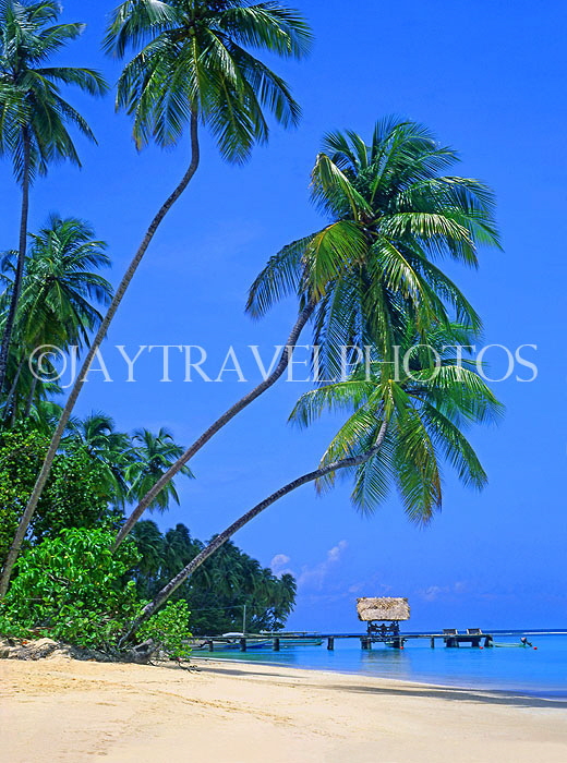 TOBAGO, Pigeon Point, beach with leaning coconut trees, TOB204JPL
