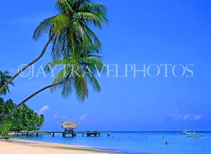 TOBAGO, Pigeon Point, with leaning coconut trees, TOB202JPL