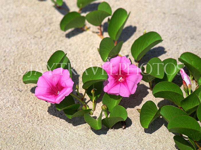 TOBAGO, wild flowers on beach, CAR1177JPL