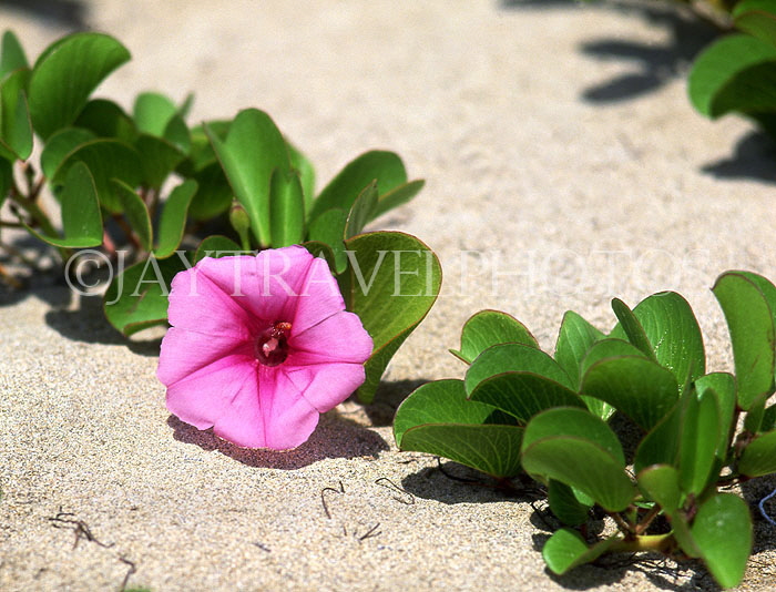 TOBAGO, wild flowers on beach, TOB1318JPL