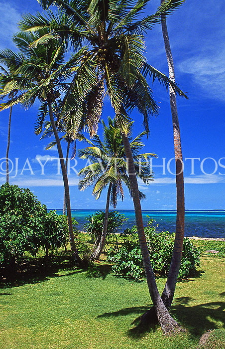 TONGA, Atata Island, coast view, with coconut trees, TON196JPL