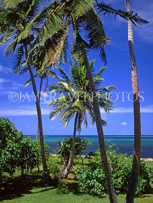 TONGA, Atata Island, coast view with coconut trees, by Royal Sunset Resort, TON126JPL