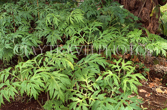 TONGA, young Paper Mulberry plants, TON232JPL