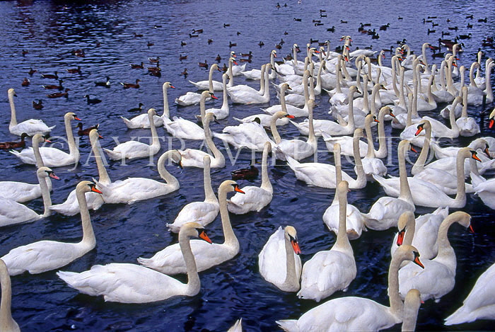 UK, Berkshire, WINDSOR, River Thames, Swans, UK6036JPL
