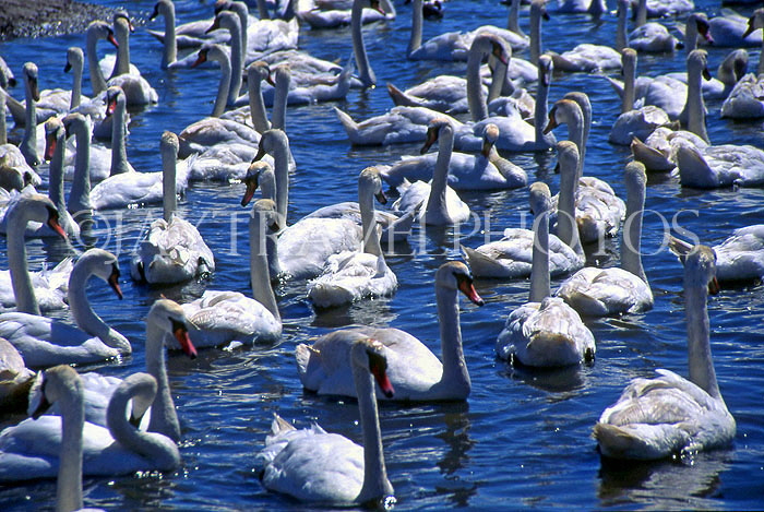 UK, Dorset, ABBOTSBURY, The Swannery, UK4211JPL