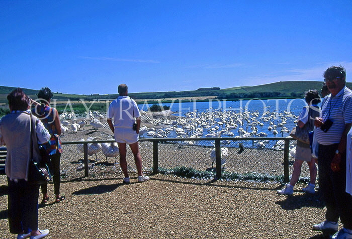 UK, Dorset, ABBOTSBURY, The Swannery, and visitors, UK4215JPL