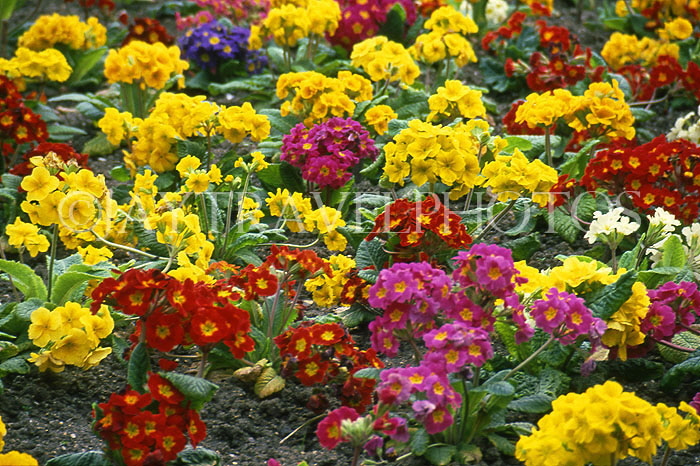 UK, Dorset, Bournemouth, The Lower Gardens, flowerbed, UK7426JPL