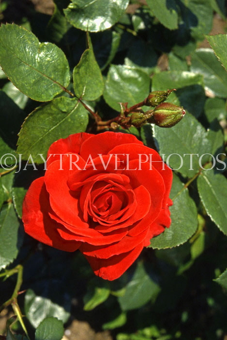 UK, Dorset, Bournemouth, red Rose, UK7422JPL