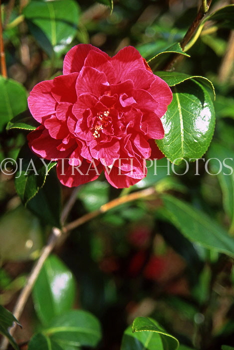 UK, Dorset, Bournemouth, red Rose, UK7423JPL