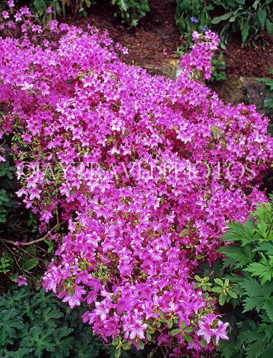 UK, Kent, Hever Castle gounds, Rhododendron flowers, UK7412JPL