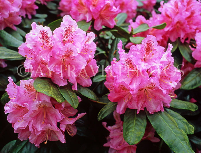 UK, Kent, Hever Castle gounds, pink Rhododendron flowers, UK7413JPL