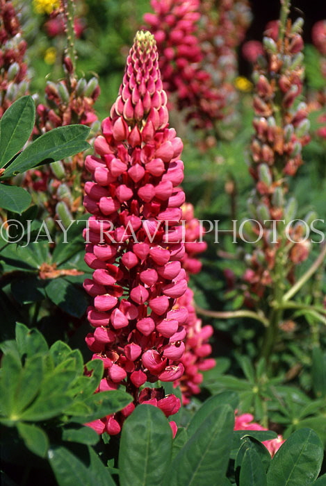UK, Kent, Lupin flowers, UK7455JPL