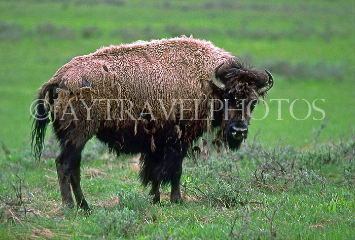 USA, Wyoming, YELLOWSTONE NATIONAL PARK, Bison, US2707JPL